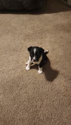 Selling french border collie puppies