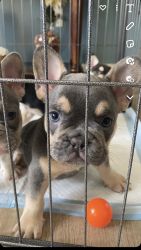 Available puppies