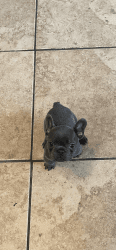 Full blooded Frenchies For Sale