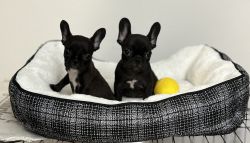 Brindle French Bulldog Puppies for sale