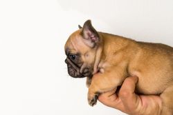 Micro French bulldog for sale