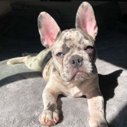 Exotic Merle French Bulldog Puppies