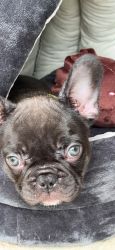 Rehoming needed for a4 month old Frenchie
