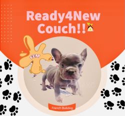 FrenchBulldog - Pups Ready 4NewHome( Blu,Tan )