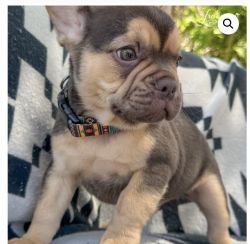 Frenchie puppy in Moorpark