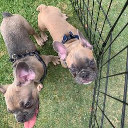 3 Frenchie Puppies Available
