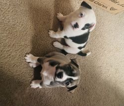 Puppies for sale Frenchie mix collie