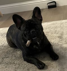 9 month old French Bulldog