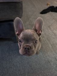 5 month Lilac Frenchie