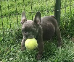 Look for they forever home French bulldog puppies akc's