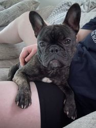 Cutest Frenchie needs a home