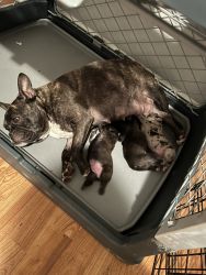 French bulldogs puppies an adults AKC