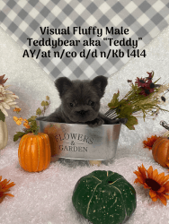 Teddybear - Full Fluffy Male.