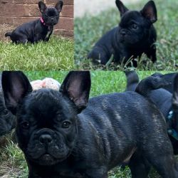 1 male and one female French Bulldog for sale