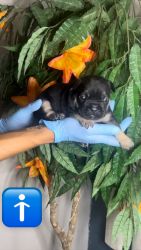 Fluffy Carriers!!! 4 French Bulldog Puppies!!!