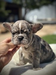 French bulldog Merle puppy boy
