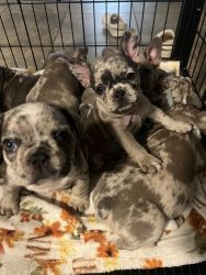 Lilac Merle & Blue Fawn Frenchies