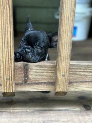 1 male, and one female French Bulldog for sale