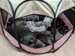French Bulldogs for Sale