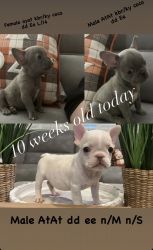 10 week old AKC French bulldogs