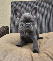 French Bulldogs AKC Certified Blue isabella