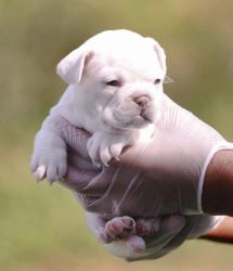 AKC French bulldogs 4 weeks old