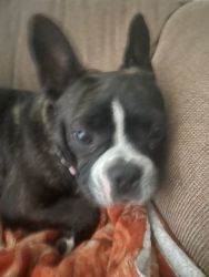 Frenchie needs good home