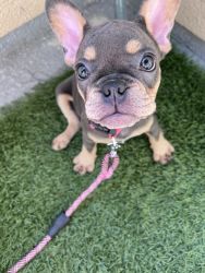 Frenchie puppy on sale