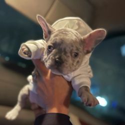 Selling Adorable french bulldog puppy