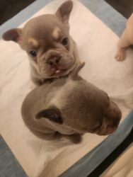 FRENCHIES FOR SALE