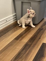 Frenchie Puppies