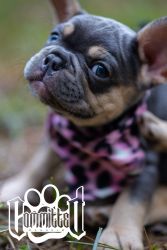 Lilac Fawn, Blue Fawn French bull dogs