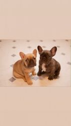 Beautiful AKC French Bulldog Puppies