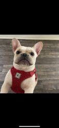 Female micro Frenchie for sale