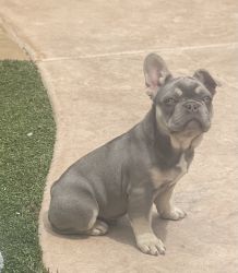 10month old French Bulldog