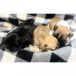 Frenchie French Bulldog Puppies! 7 Weeks! Ready for a forever home!!!