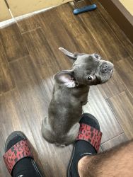 Blue Frenchie 10 Months Old