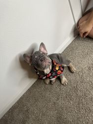 Frenchie 3 month puppies for sale