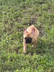 4 French Bulldog Puppies Ready to Go