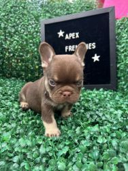 Quality Frenchies for sale