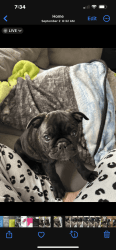 Frenchie/pug for sale