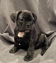 Beautiful Frenchie\'s 4 Females 1 Male