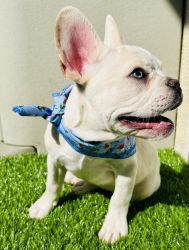 Angelino Frenchie puppy fluffy carrier