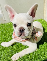 BT Frenchie puppy fluffy carrier