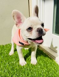 LT Frenchie puppy fluffy carrier