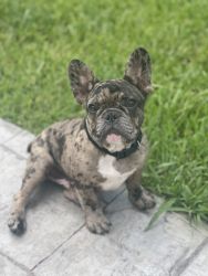 Male Frenchie available