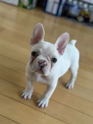 Frenchie Puppy (Male)