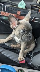 French bull digs for sell