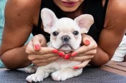Joby - French Bulldog Puppy for Sale