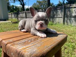Frenchie puppies ready for fur-ever homes